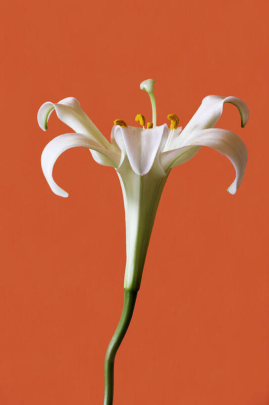Stamens Art Print featuring the photograph White Lily by Marina Kojukhova