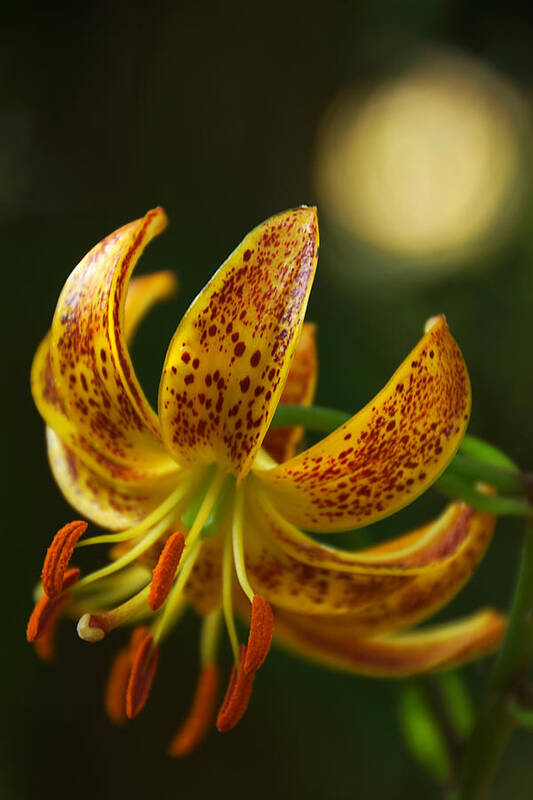 Lily Art Print featuring the photograph Lily in Orange and Yellow by Leda Robertson