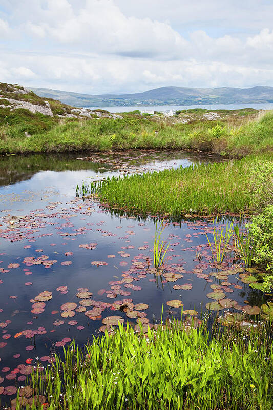 Tranquility Art Print featuring the photograph Lily Pads Floating In A Tranquil Pond by Peter Zoeller / Design Pics