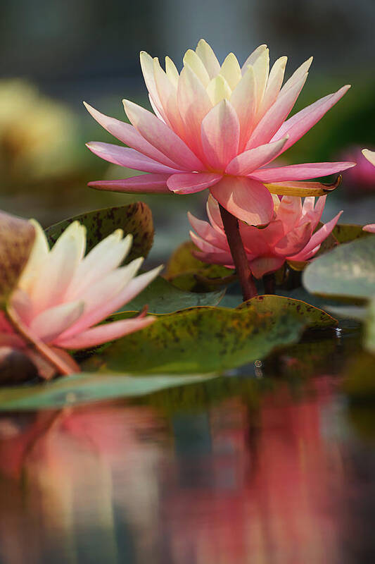 Water Lily Art Print featuring the photograph Lily Reflections 2 by Leda Robertson