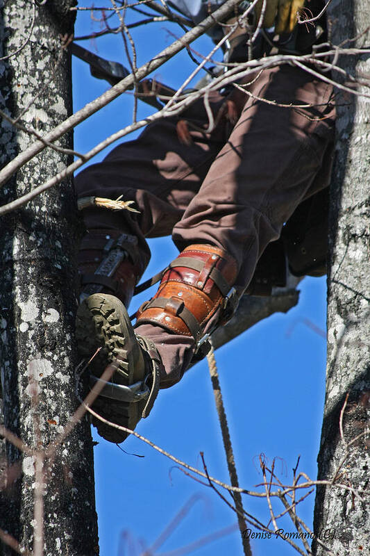 Tree Art Print featuring the photograph Lineman by Denise Romano