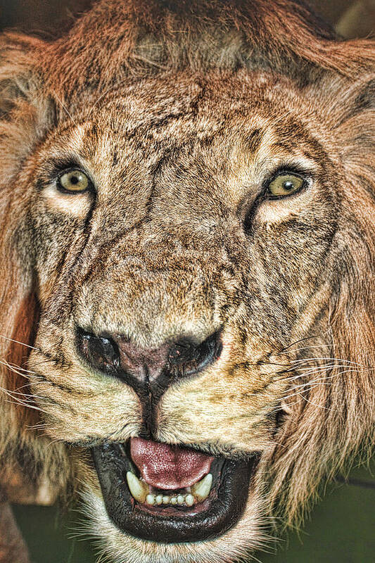 Digital Art Art Print featuring the photograph Lion by Angel Jesus De la Fuente