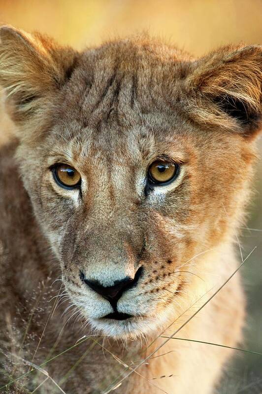 Lions Art Print featuring the photograph Lion Cub by Steve Allen/science Photo Library