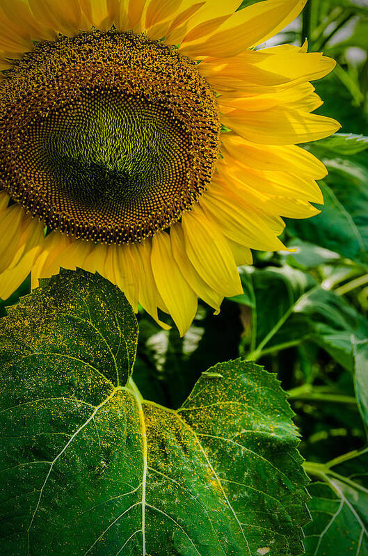Sunflower Art Print featuring the photograph Living Sunshine by Rick Bartrand
