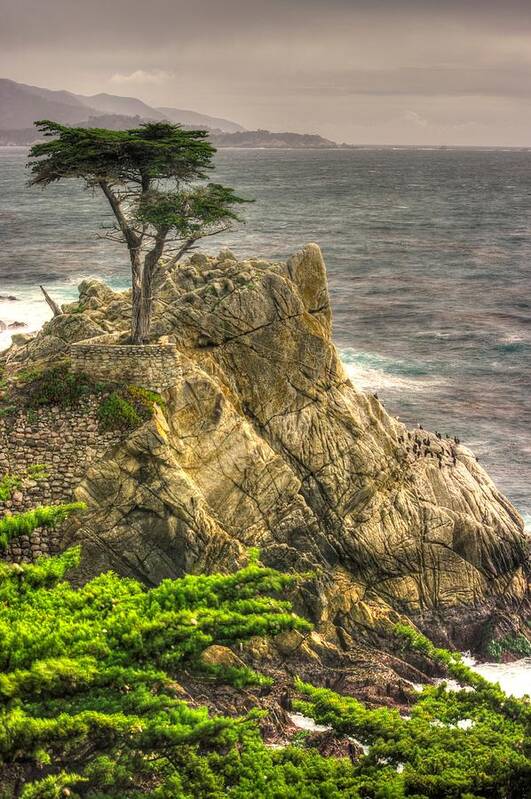 California Art Print featuring the photograph Lone Cypress on the Monterey Peninsula - No. 1 Looking Across Carmel Bay Spring Mid-Afternoon by Michael Mazaika