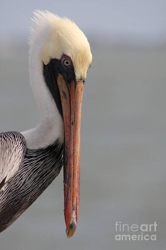 Pelican Art Print featuring the photograph Look Into My Eyes by Christiane Schulze Art And Photography