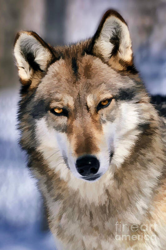Wolf Art Print featuring the photograph Look me in eyes and say that by Dan Friend