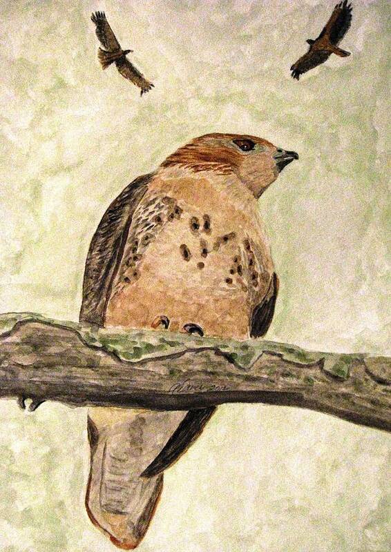 Red Tailed Hawks Art Print featuring the painting Look Up by Angela Davies