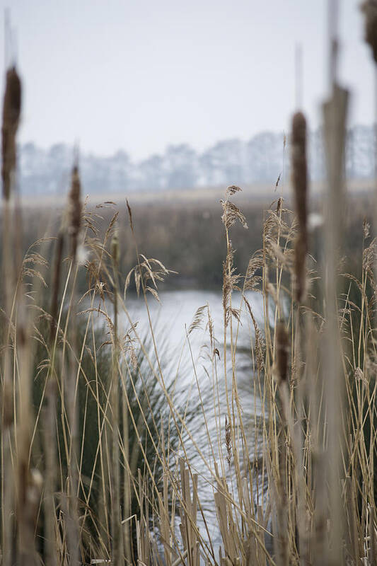 Reeds Art Print featuring the photograph Looking through the Reeds by Spikey Mouse Photography