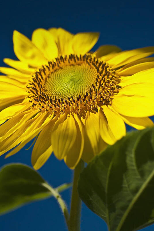 Sunflower Art Print featuring the photograph Looking up at a Sunflower by Onyonet Photo Studios