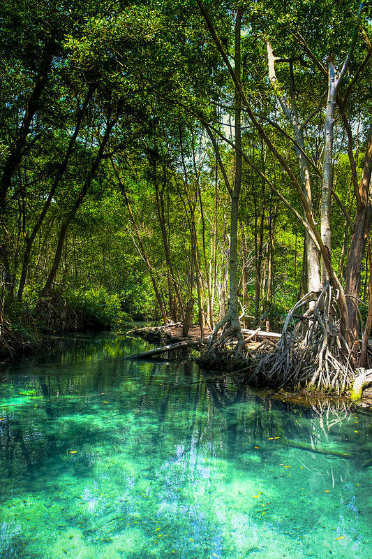 Blue Art Print featuring the photograph Lost Lagoon On The Yucatan Coast by Mark Tisdale