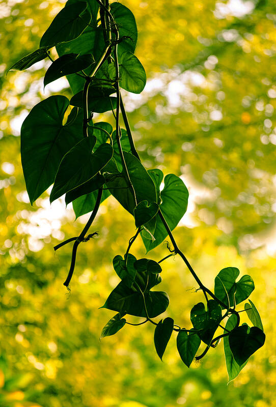 Botanical Art Print featuring the photograph Love Comes Tumbling Down by Christi Kraft