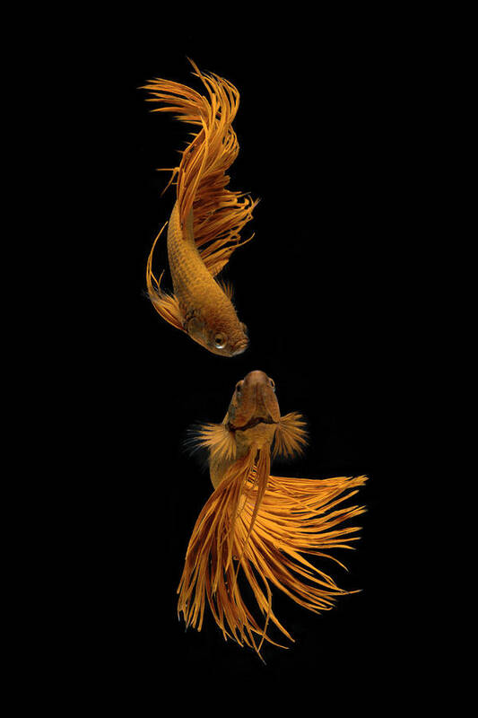 Fish Art Print featuring the photograph Love Story Of The Golden Fish by Ganjar Rahayu