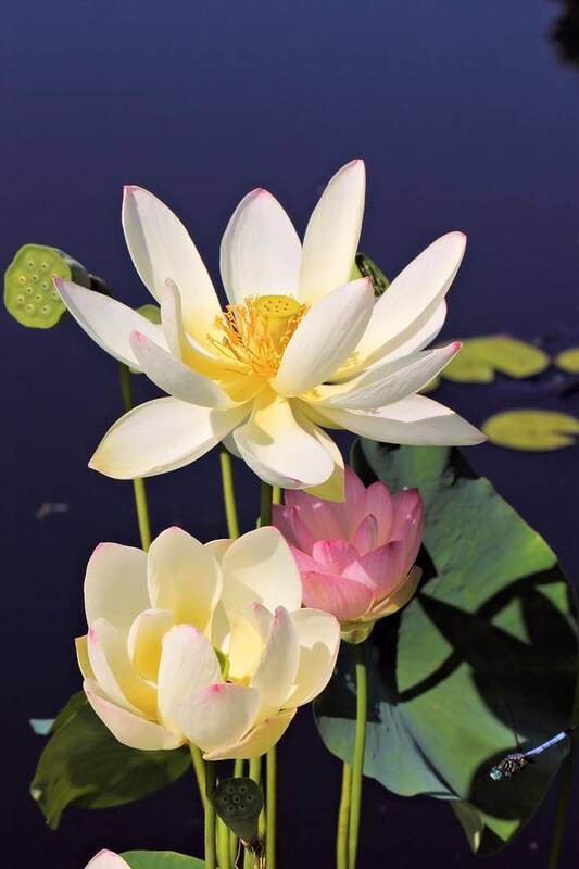 Lotus Art Print featuring the photograph Lovely Lotus by Katherine White