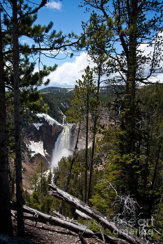 Canyon Art Print featuring the photograph lower Yellowstone Falls by Dan Hartford