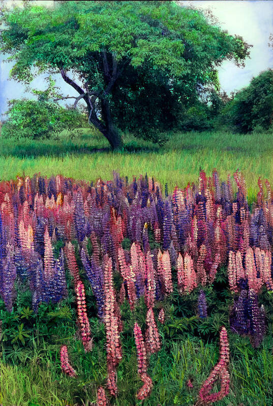 Lupines Art Print featuring the painting Lupines Midcoast Maine by Cindy McIntyre