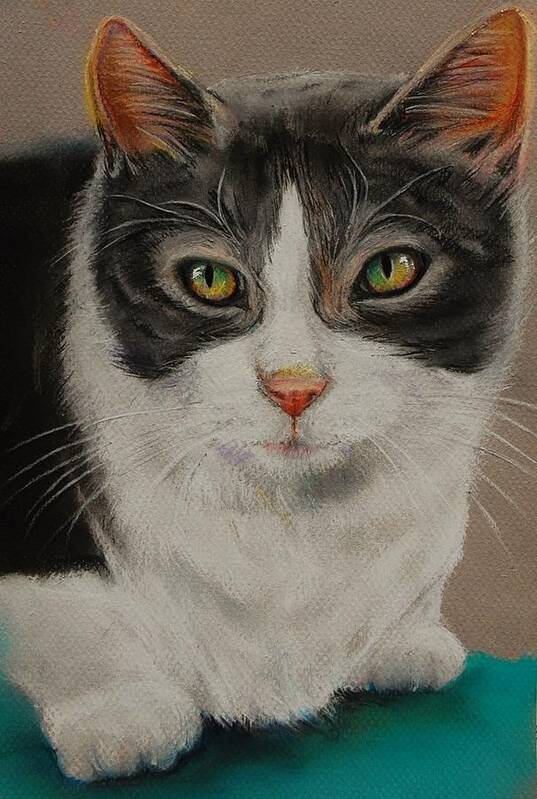 Gray And White Cat Art Print featuring the drawing Macy Gray Cat by Jean Cormier