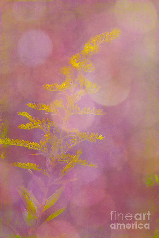 Goldenrod Art Print featuring the photograph Magical Morning by Judi Bagwell