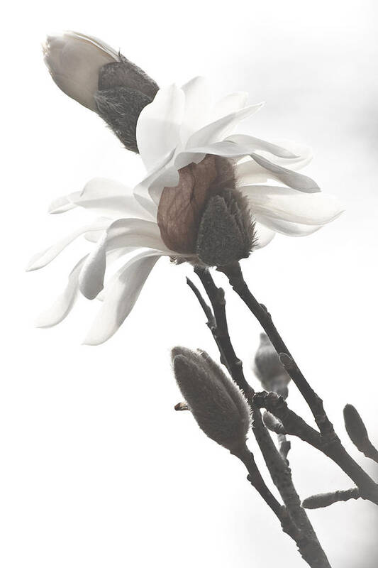 Flower Art Print featuring the photograph Magnolia Bloom by Tammy Schneider