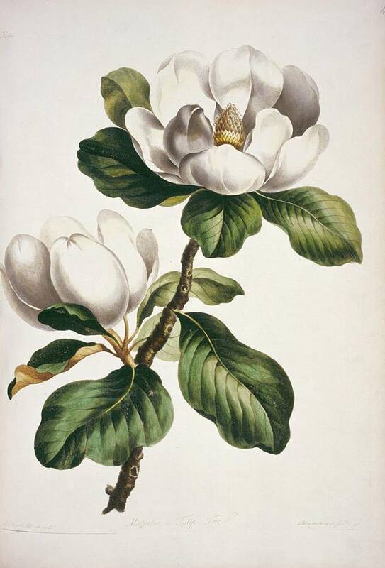 Artwork Art Print featuring the photograph Magnolia Flowers by Natural History Museum, London/science Photo Library