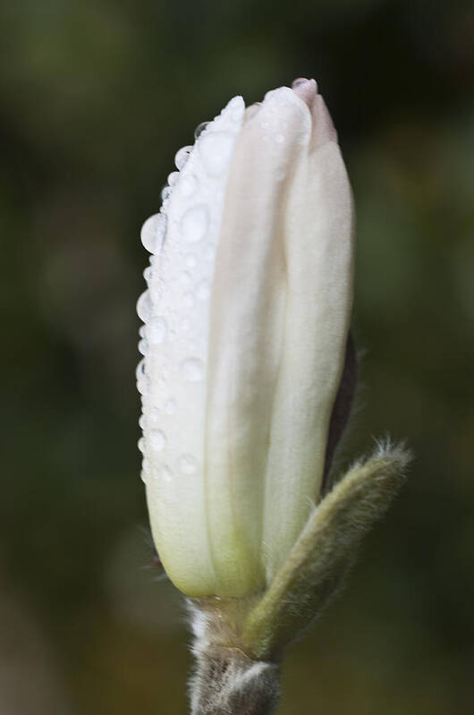 Magnolia Tree Art Print featuring the photograph Magnolia in the rain by Steve Purnell