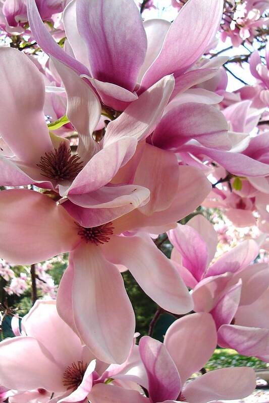 Pink Art Print featuring the painting Magnolia by Vickie G Buccini
