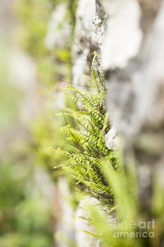 Abstract Art Print featuring the photograph Maiden-hair Spleenwort by Anne Gilbert