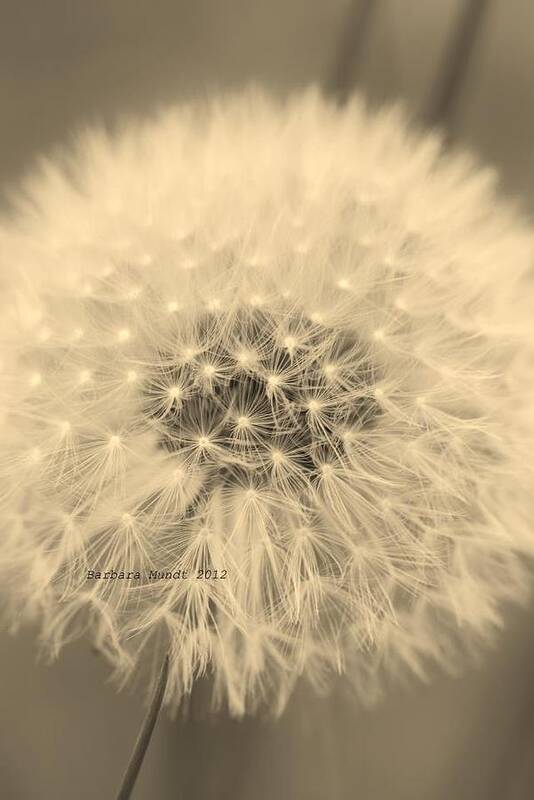 Seeding Art Print featuring the photograph Make a Wish by Barbara Mundt