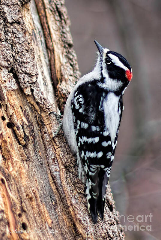 Downey Woodpecker Art Print featuring the photograph Male Downy Woodpecker by Barbara McMahon