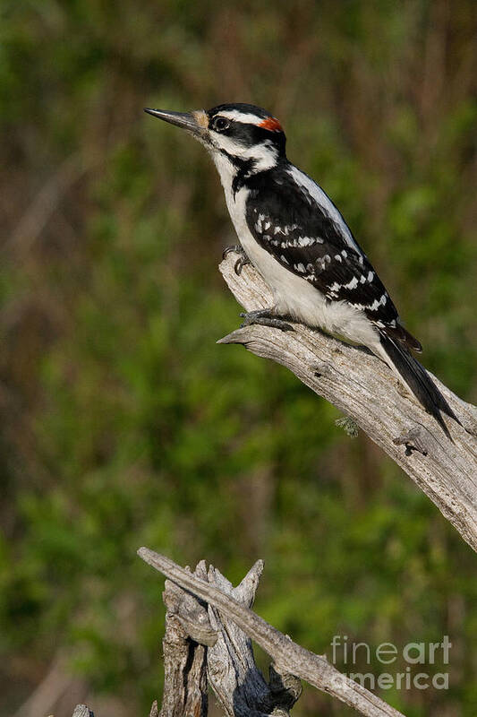 Hairy Woodpecker Art Print featuring the photograph Male Hairy Woodpecker by Linda Freshwaters Arndt