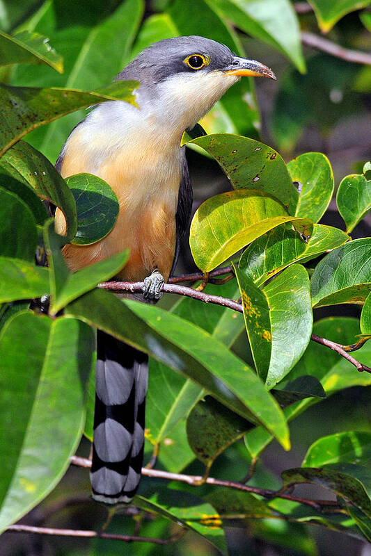 Birds Of Puerto Rico Art Print featuring the photograph Mangrove Cuckoo by Alan Lenk