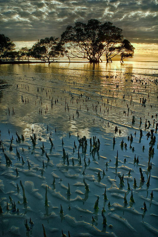 2010 Art Print featuring the photograph Mangroves by Robert Charity