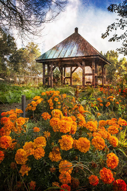Appalachia Art Print featuring the photograph Marigolds by Debra and Dave Vanderlaan