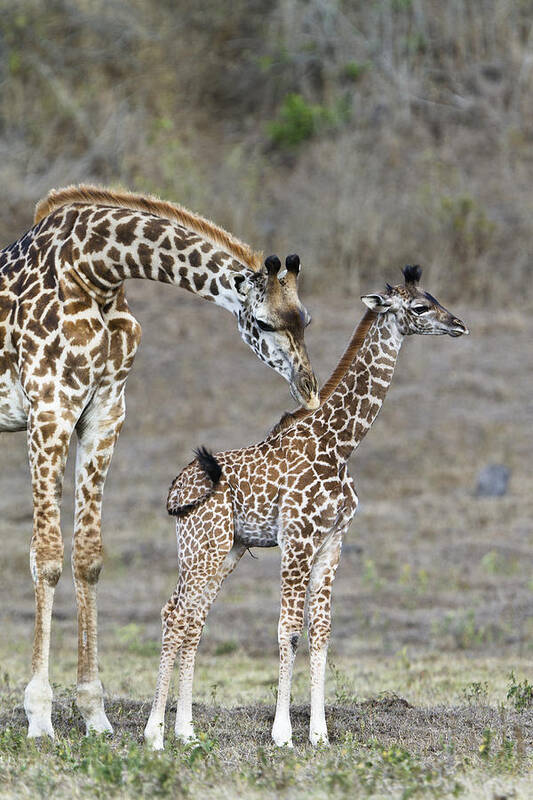 Feb0514 Art Print featuring the photograph Masai Giraffe Mother Cleaning Calf by Konrad Wothe