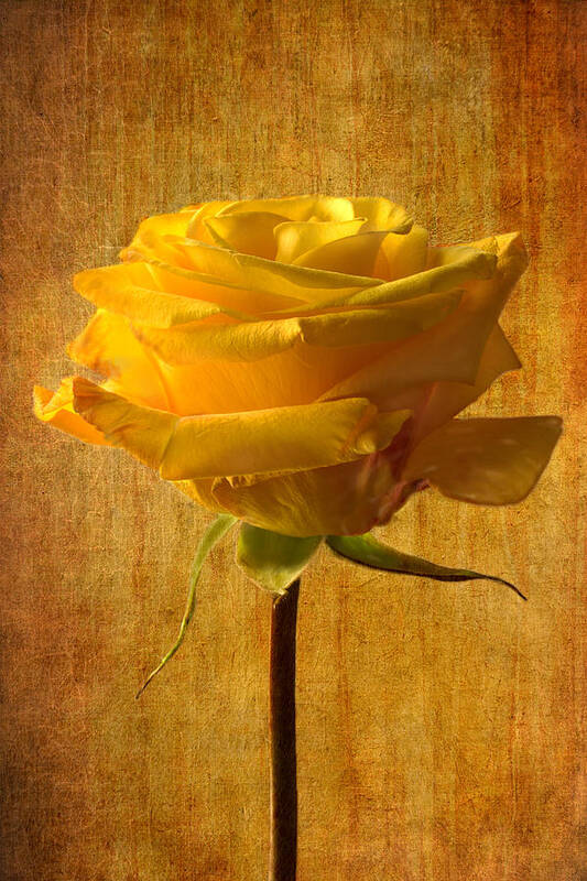Yellow Rose Art Print featuring the photograph Mellow Yellow by Marina Kojukhova