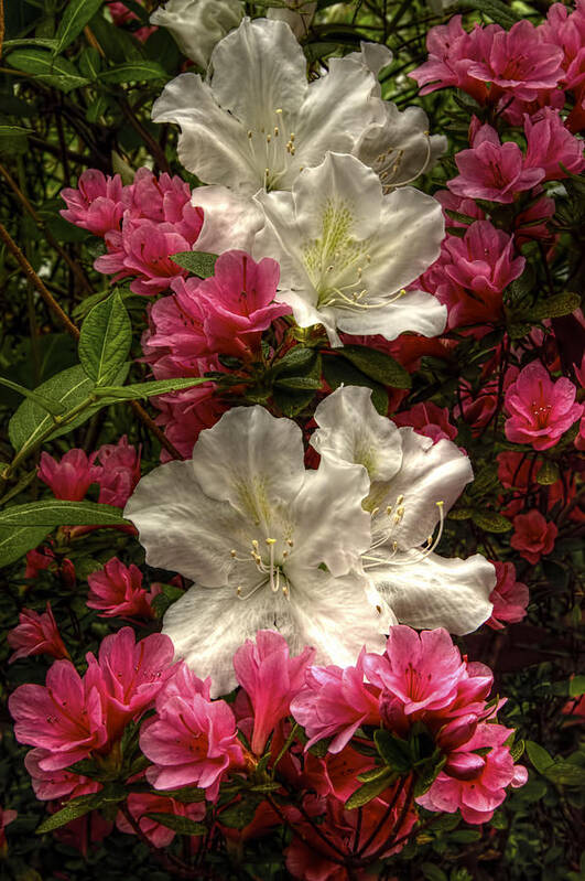 Flowers Art Print featuring the photograph Merging Azaleas by Penny Lisowski