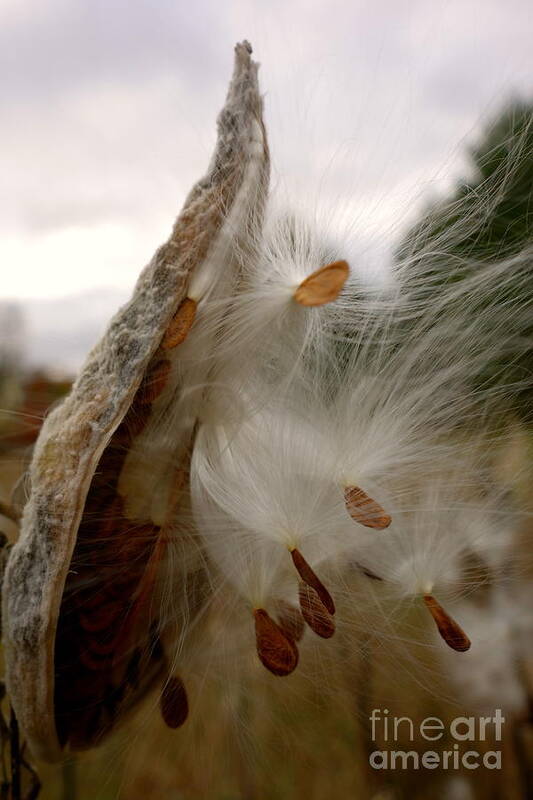 Asclepias L. Art Print featuring the photograph Milkweed by Jacqueline Athmann