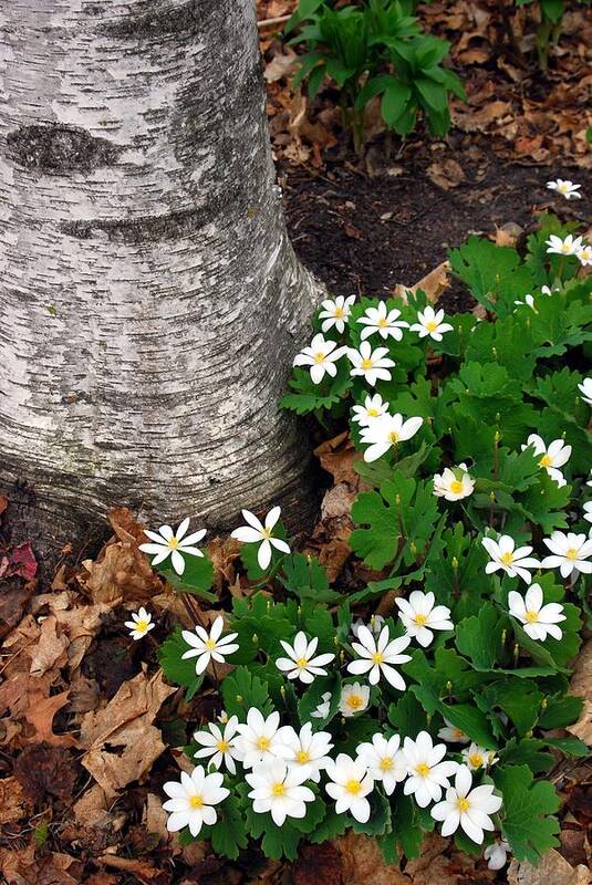 Bloodroot Art Print featuring the photograph Minnesota Birch and Bloodroot Wildflowers by Cascade Colors