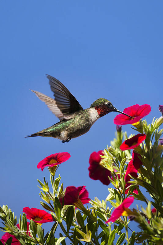 Hummingbird Art Print featuring the photograph Moments of Joy by Christina Rollo