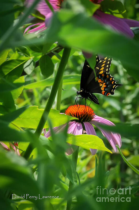 Flower Art Print featuring the photograph Monarch Butterfly deep in the Jungle by David Perry Lawrence