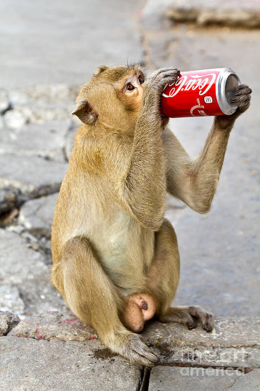 Beverage Art Print featuring the photograph Monkey enjoys drinking by Tosporn Preede
