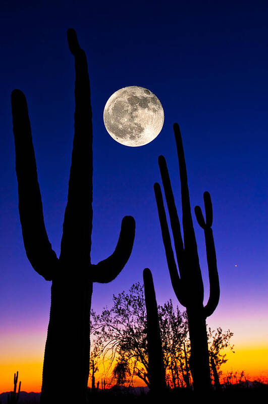 Photography Art Print featuring the photograph Moon Over Saguaro Cactus Carnegiea by Panoramic Images