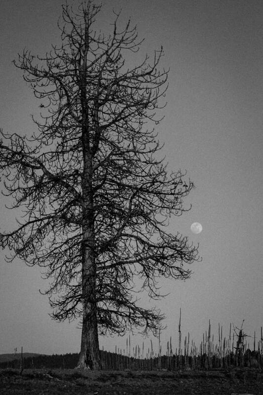 2014 Art Print featuring the photograph Moon Tree by Jan Davies