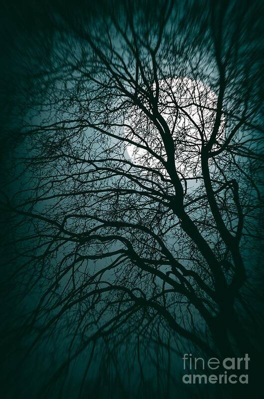 Woods Art Print featuring the photograph Moonlight Forest by Carlos Caetano