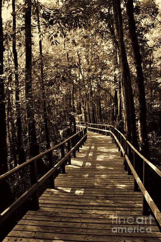 Swamp Bridge Art Print featuring the photograph Moores Creek Battlefield NC Swamp Walk by Tommy Anderson