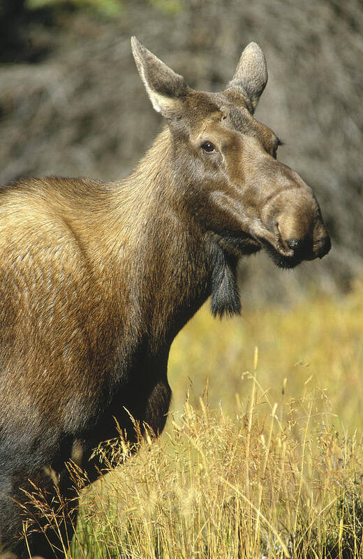Feb0514 Art Print featuring the photograph Moose Female North America by Tim Fitzharris