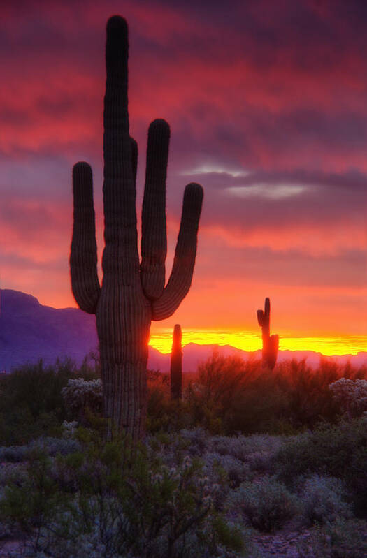 Saguaro Sunrise Art Print featuring the photograph Morning Arizona Style by Saija Lehtonen