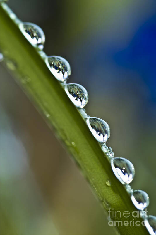  Art Print featuring the photograph Morning dew drops 2 by Heiko Koehrer-Wagner