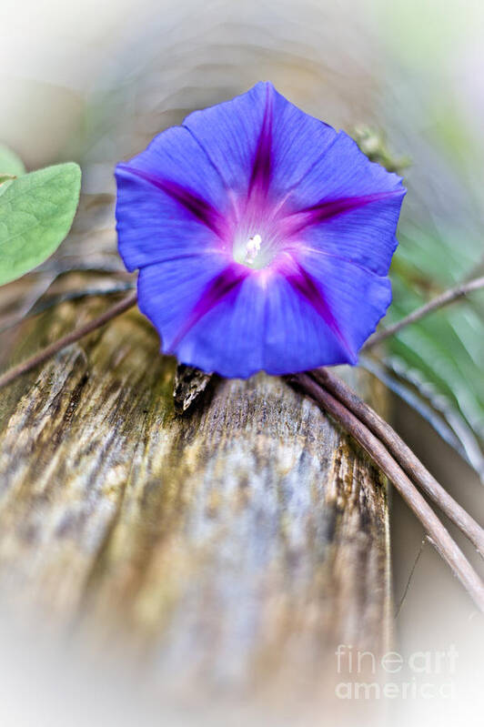  Art Print featuring the photograph Morning Glory on the fence by Cheryl Baxter