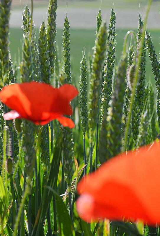 Poppy Art Print featuring the photograph Morning light by Felicia Tica